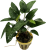 Anubias gracilis