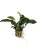 Anubias barteri var. barteri Oriental green