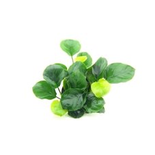 Anubias barteri ´Coin Leaf´