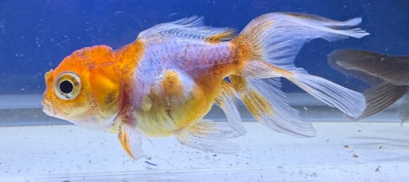 C.auratus Red-cap oranda - Závojnatka vel. 4-5cm