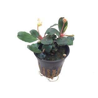 Bucephalandra sp. 'Red Scorpio'