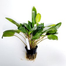 Cryptocoryne wendtii hybrid