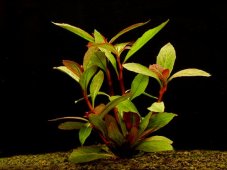 Lobelia cardinalis