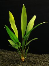 Anubias congensis - vysoký