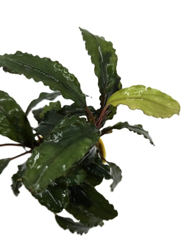 Bucephalandra velvet green Bucephalandra velvet green