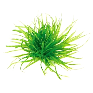 Blyxa japonica In-Vitro