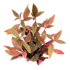 Alternanthera reineckii ´Red Ruby´