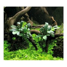 5 Bucephalandra spec. ´Serimbu Brown´ CUP