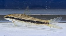 Crossocheilus siamensis - Parmička černopruhá vel. 4cm