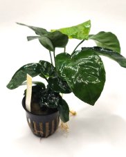Anubias barteri var. barteri