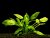 Cryptocoryne pontederiifolia