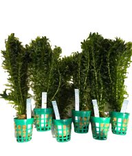 Egeria densa 5+1 zdarma