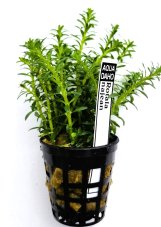 Rotala sp. najean