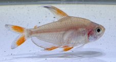 Tetra ozdobná white fin - Hyphessobrycon rosaceus vel. 3cm