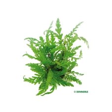 Hygrophila pinnatifida