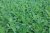 Pistia stratiotes