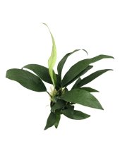 Anubias lanceolata