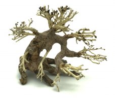 Bonsai Driftwood 15 x 10 x 14 cm No.7