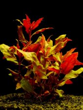Alternanthera splendens