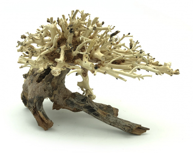 Bonsai Driftwood 20 x 15 x 16 cm No.10