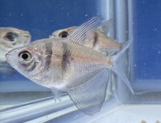 Tetra černá - Gymnocorymbus ternetzi vel. 3-3,5cm