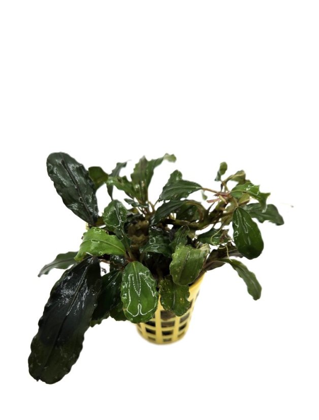 Bucephalandra sp.Nanga Pinoh