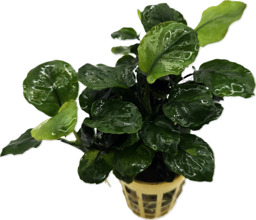 Anubias barteri "Golden coin leaf"