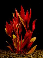 Alternanthera rubra