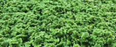 Azolla filiculoides - box