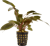 Rostliny CRYPTOCORYNE