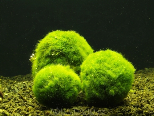 Cladophora aegagropila NANO řasokoule