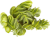 Plovoucí akvarijní rostliny