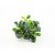 Anubias nana ´Mini Kirin´