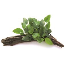 Anubias nana auf Wurzel