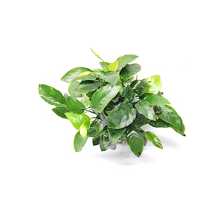 Anubias barteri var. Nana 'Bigfoot'