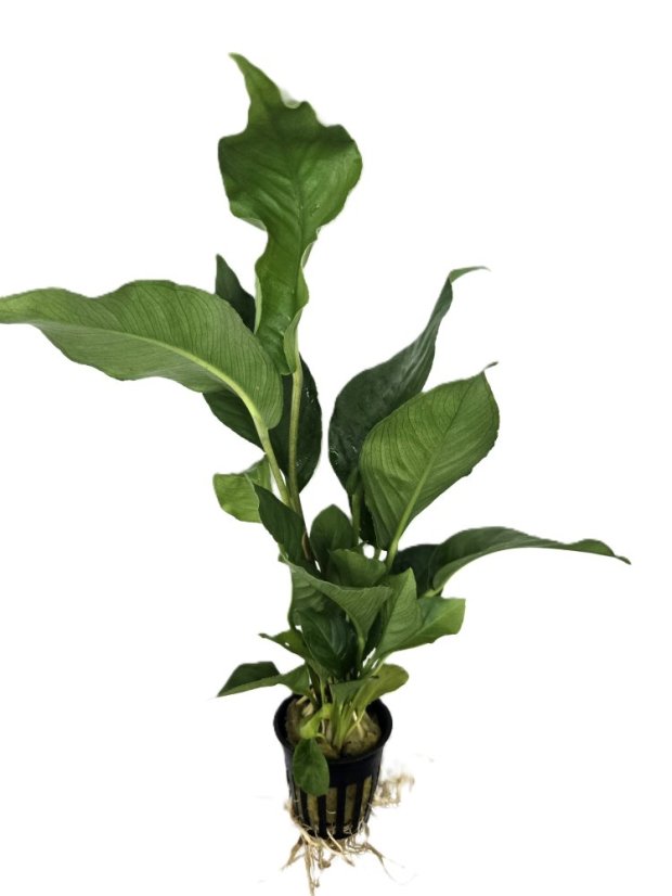 Anubias heterophylla