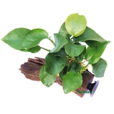 Anubias barteri auf Wurzel mit Sauger, 16 x 7 x 15 cm