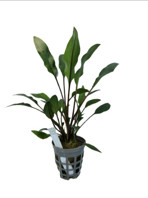 Cryptocoryne wendtii