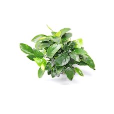 Anubias barteri var. Nana 'Bigfoot'