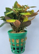 Ludwigia inclinata dark orange (sp.Atlantis)