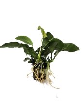 Anubias barteri var. barteri Oriental green