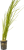 Rostliny VALLISNERIA
