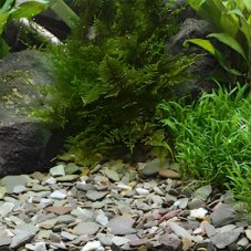 DENNERLE Natural Gravel Rio Xingu, 2 - 22 mm, 2,5 kg