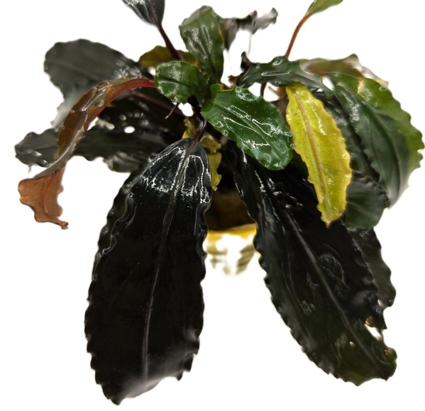 Bucephalandra Alamanda Bucephalandra Alamanda