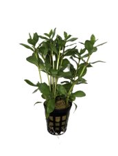 Hygrophila polysperma