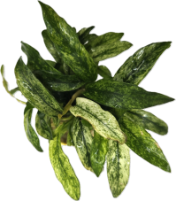 Anubias barteri  minima variegated