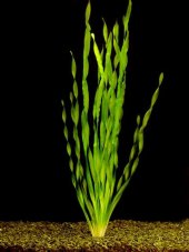 Vallisneria asiatica