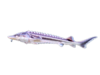 Jeseteři