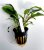 Cryptocoryne wendtii broad leaf