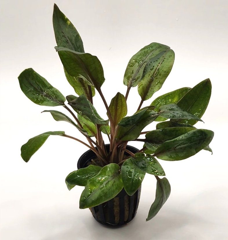 Cryptocoryne wendtii Mi Oya
